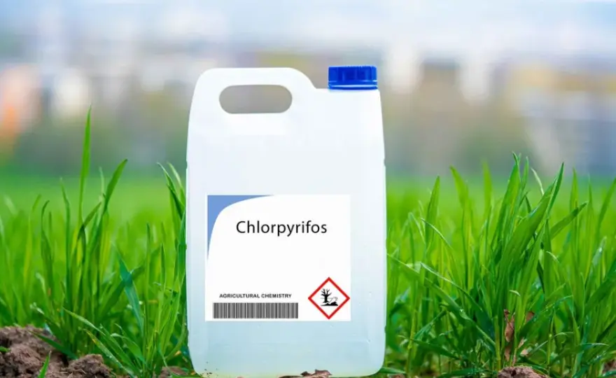 Chloropiryfos: kluczowe informacje o czasie działania insektycydu