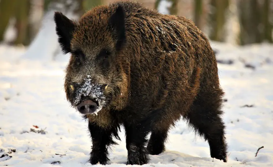 Jak dziki przetrwają zimę? Zimowe schronienia, dieta i zagrożenia