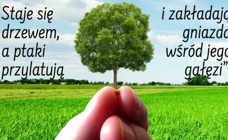Przypowieść o gorczycy: Jak małe zaczyna rosnąć w wielkie?