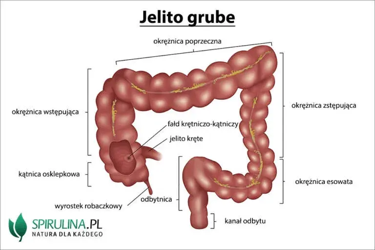 Jak boli jelito grube? Poznaj przyczyny i objawy bólu jelit
