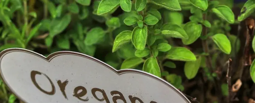 Jak kwitnie oregano? Wszystko o jego pięknych kwiatach i pielęgnacji