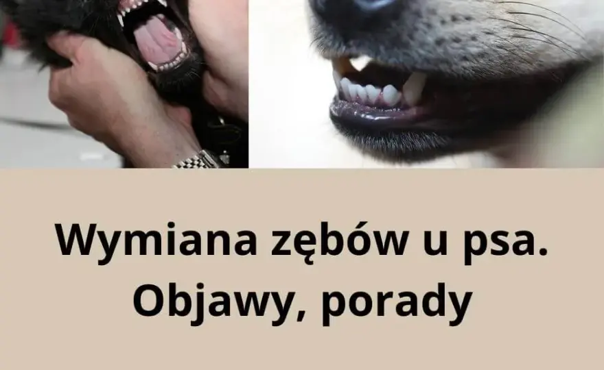 Kiedy szczeniakowi wypadają zęby? Kluczowe informacje i objawy wymiany