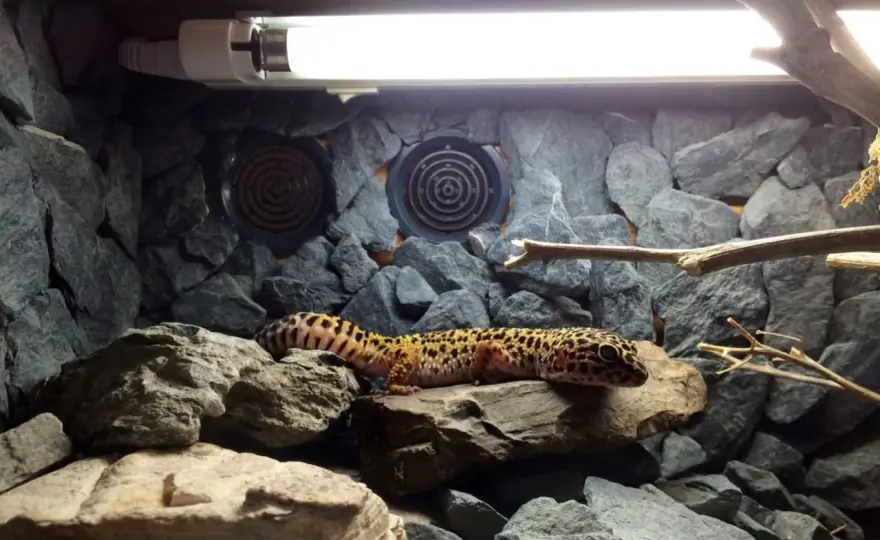 Oświetlenie w terrarium - ważne wskazówki