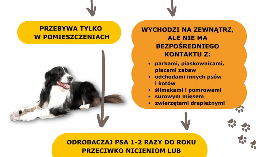 Odrobaczanie psa na czczo czy po jedzeniu – co jest skuteczniejsze?