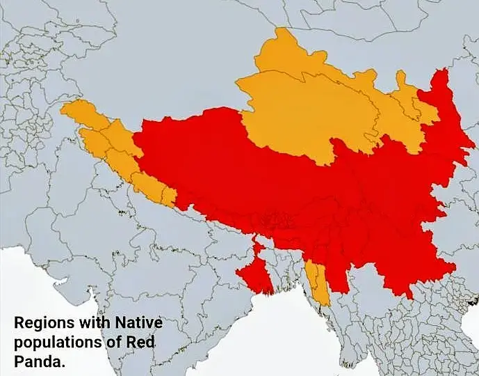 W jakim kraju żyją pandy? Odkryj ich naturalne siedliska w Chinach