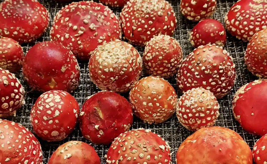 Jak rozpoznać kapelusz muchomora czerwonego - wszystko o wyglądzie grzyba