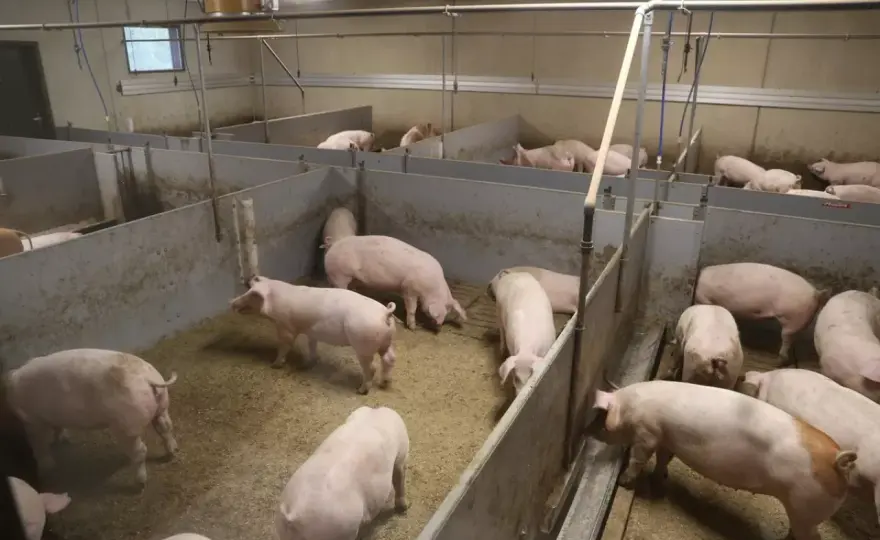 Jak rozpocząć hodowlę świń? Kompletny poradnik dla rolników