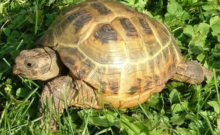 Jak się pisze żółw? Odkryj poprawną pisownię i użycie słowa