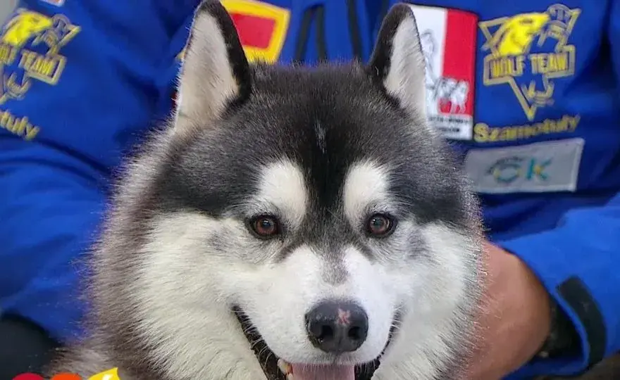 Jak odróżnić husky od malamuta – kluczowe różnice, które musisz znać