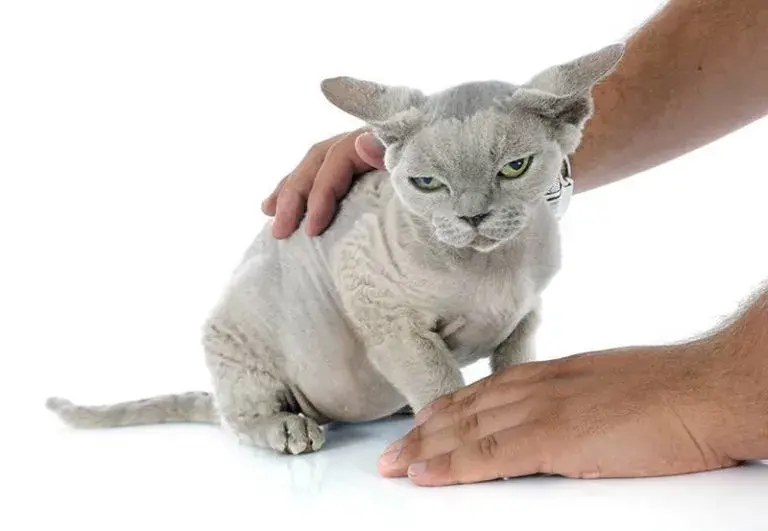 Jak zadbać o Devon Rex: pielęgnacja, zdrowie i aktywność kota