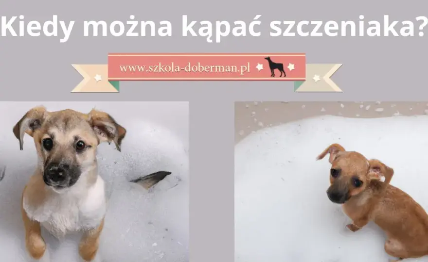 Czy można kąpać 8 tygodniowego szczeniaka bez ryzyka dla zdrowia?