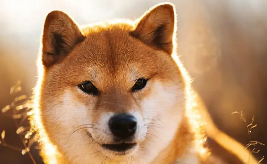 Forum Shiba Inu - aktywna społeczność i najnowsze opinie inwestorów