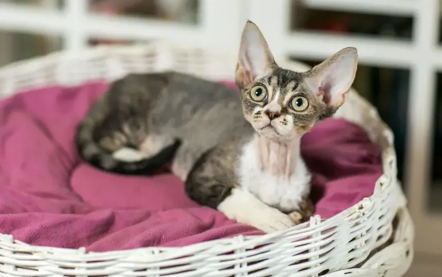 Devon Rex dla alergika – czy to naprawdę hypoalergiczny kot?