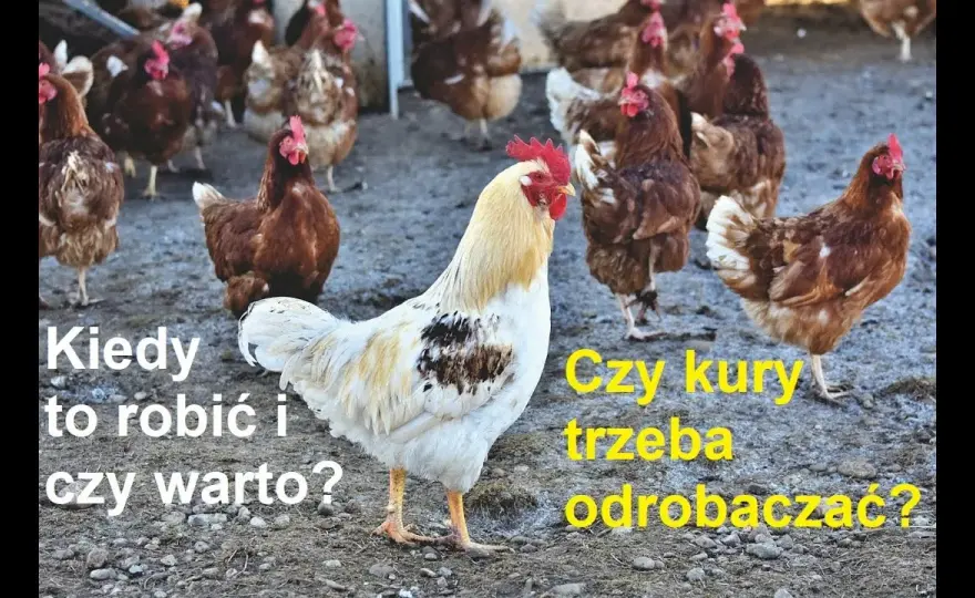Jak skutecznie odrobaczać kury? Sprawdzone metody i preparaty dla zdrowia stada
