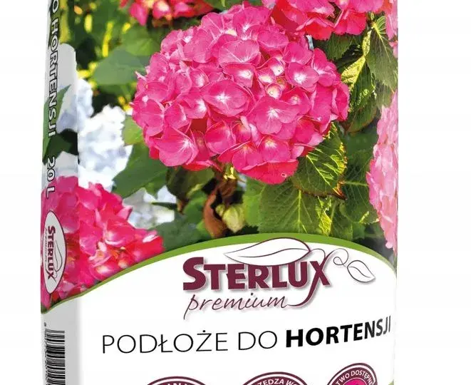 Jakie podłoże do hortensji ogrodowej? 5 kluczowych zasad uprawy