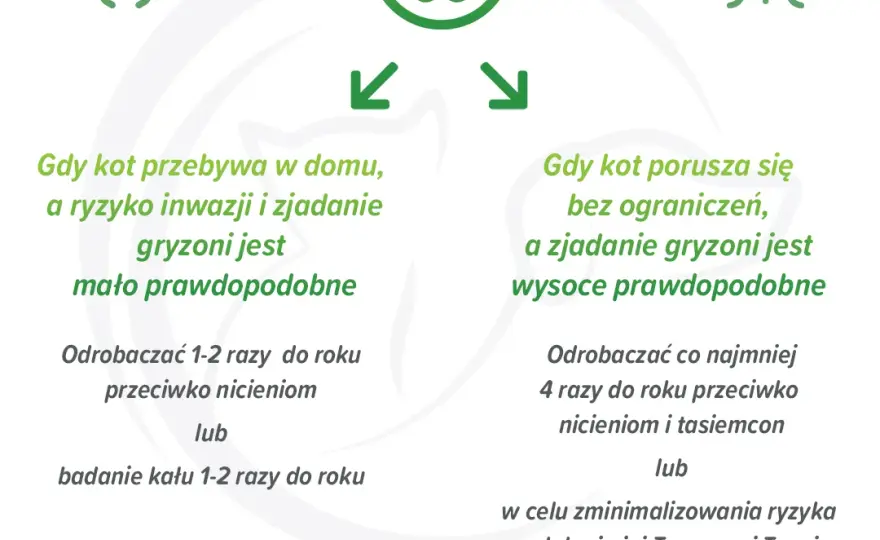 Jak często odrobaczać kota, by uniknąć problemów zdrowotnych?