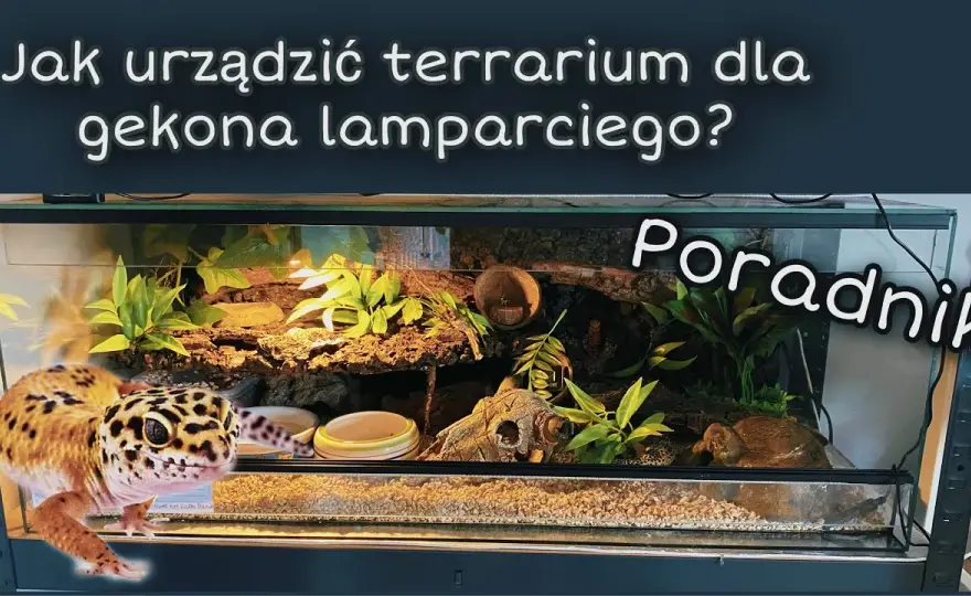 Wyposażenie terrarium - poradnik