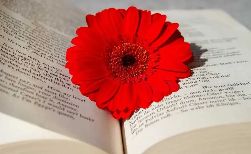 Najlepsze książki z literatury kobiecej – co polecają czytelniczki?