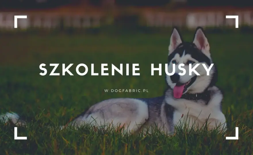 Jak wychować husky? Praktyczne porady na szkolenie i opiekę nad energicznym psem