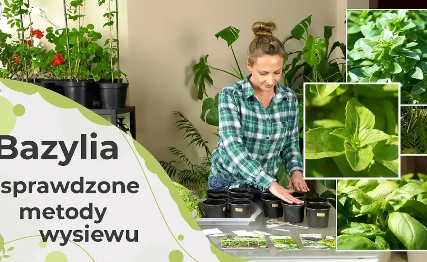 Jak siać bazylię w doniczce, aby uniknąć najczęstszych błędów