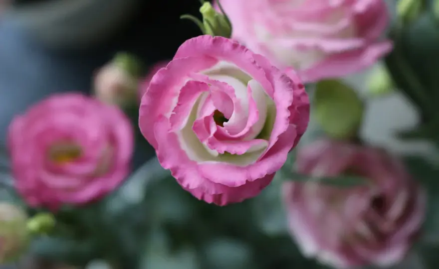 Eustoma kiedy kwitnie – poznaj tajemnice jej pięknego kwitnienia