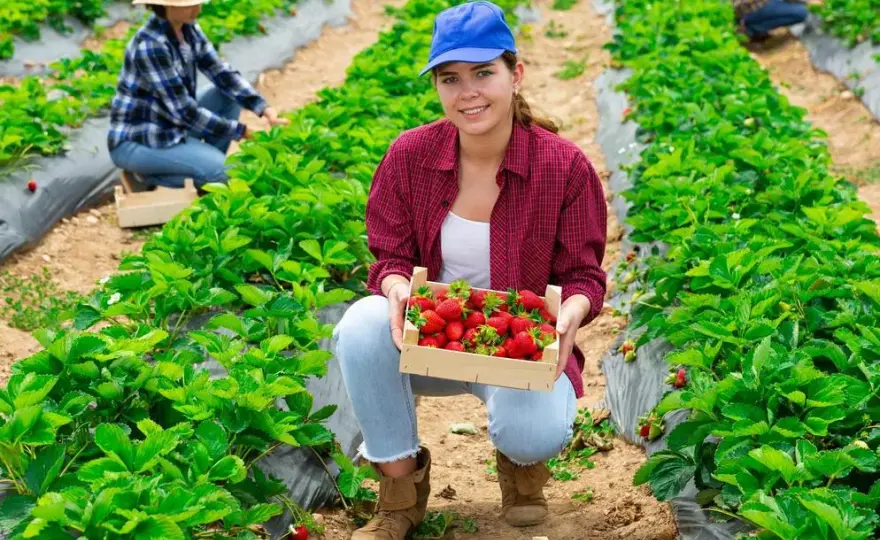 Oferty pracy sezonowej za granicą 2019 - praca na miesiąc, praca sezonowa na 2 tygodnie