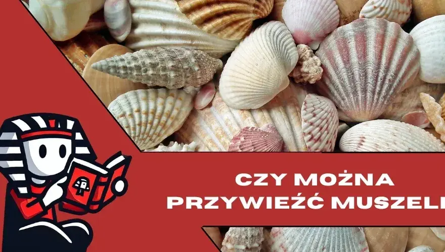 Jak przewieźć muszle z Egiptu, aby nie narazić się na kary?