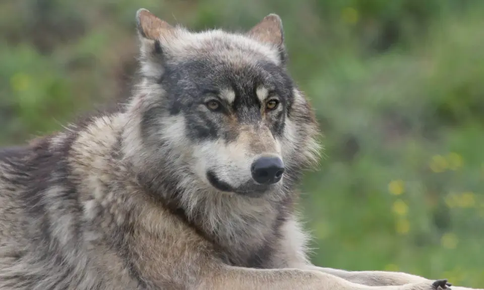 Un magnifique chien croisé loup, au pelage gris et blanc, repose paisiblement dans un pré verdoyant.