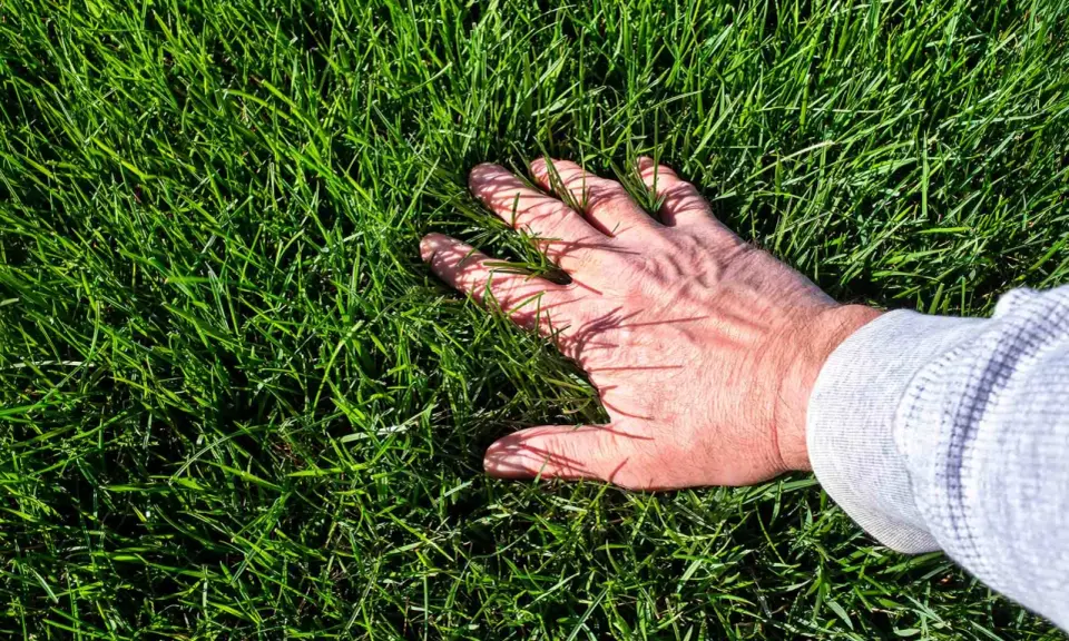 A hand rests on a lush, green lawn of tall fescue, its blades reaching up to tickle the fingers.
