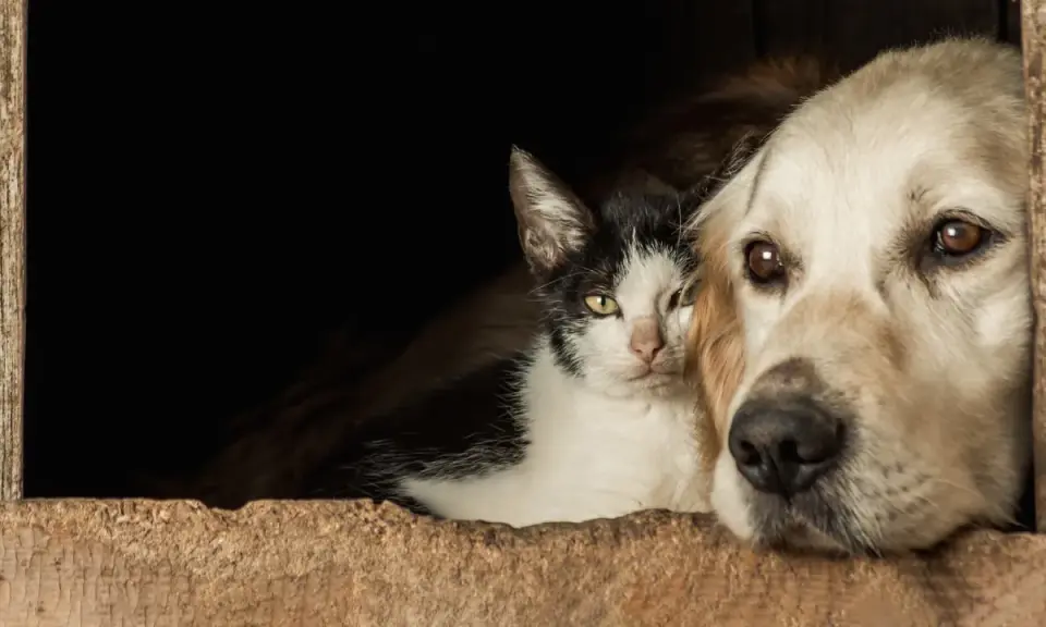 Un chien qui aime les chats, blotti contre un chat noir et blanc dans une niche en bois.