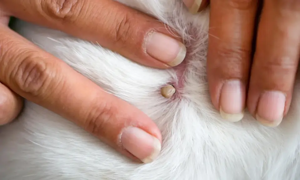 Doigts humains examinant une tique blanche attachée à la peau blanche d'un animal.