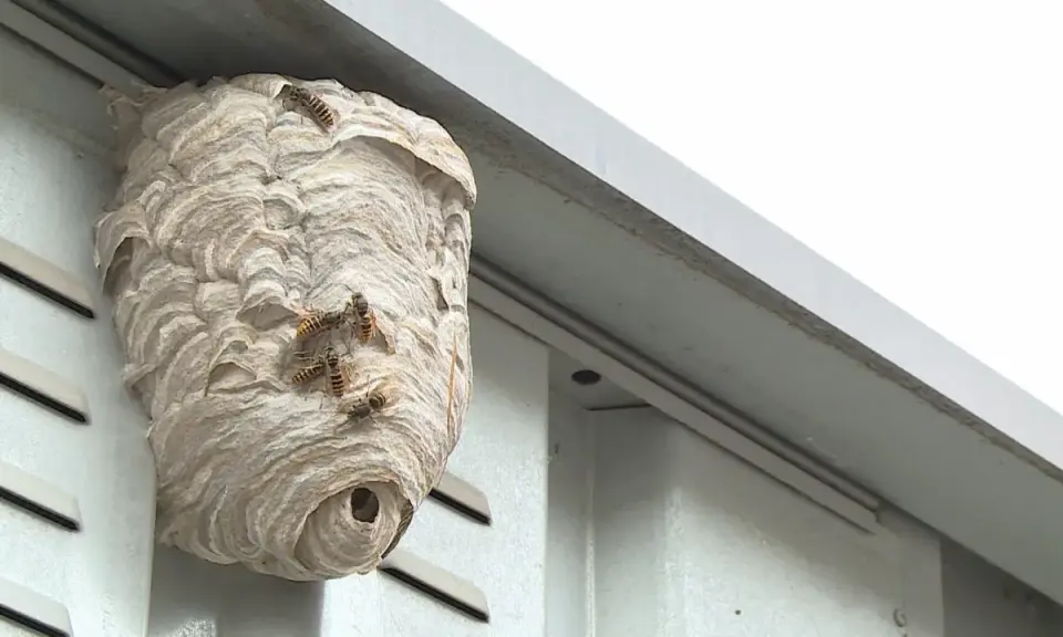 Ein Wespennest am Haus, Wespen vertreiben Nestbau ist hier ein Thema.