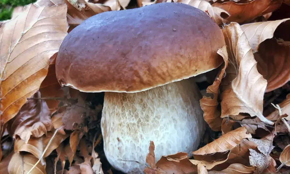 Un magnifique cèpe de Bordeaux, avec son chapeau brun et son pied blanc texturé, émerge d'un lit de feuilles mortes d'automne.