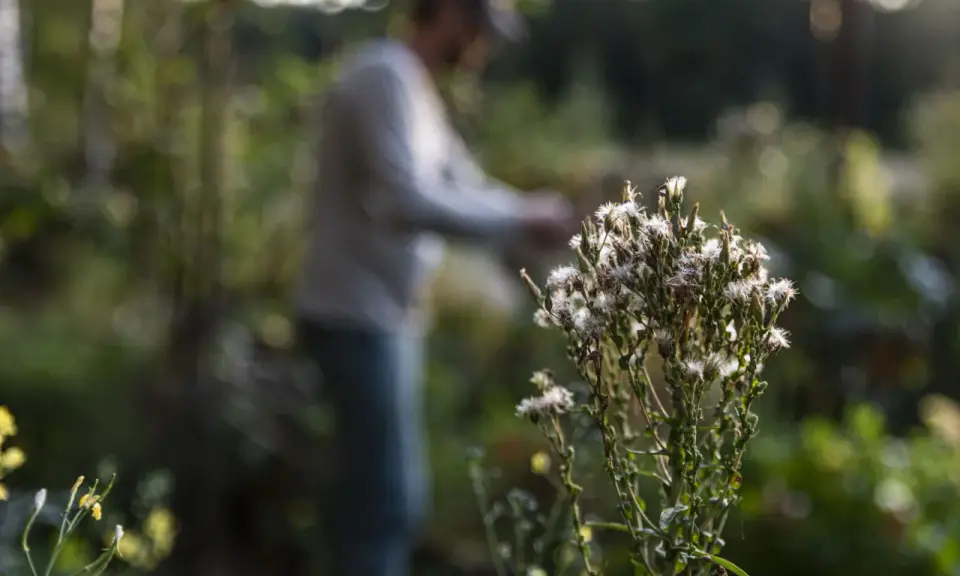 En person arbetar i trädgården nära en taro-växt med fluffiga blommor.