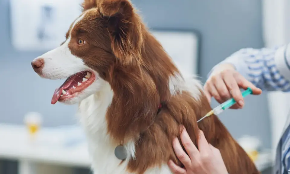 Un vétérinaire administre un vaccin à un chien. Le prix du vaccin contre la rage pour chien est une préoccupation pour de nombreux propriétaires.