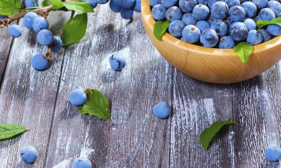 Frische Schlehen in einer Holzschale und auf rustikalem Holztisch, bereit für leckere Schlehen Rezepte.