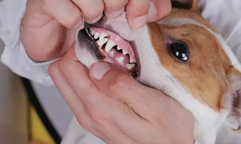 Examen de la bouche d'un chien, montrant une gencive chien normal, rose et saine, avec des dents blanches et bien alignées.