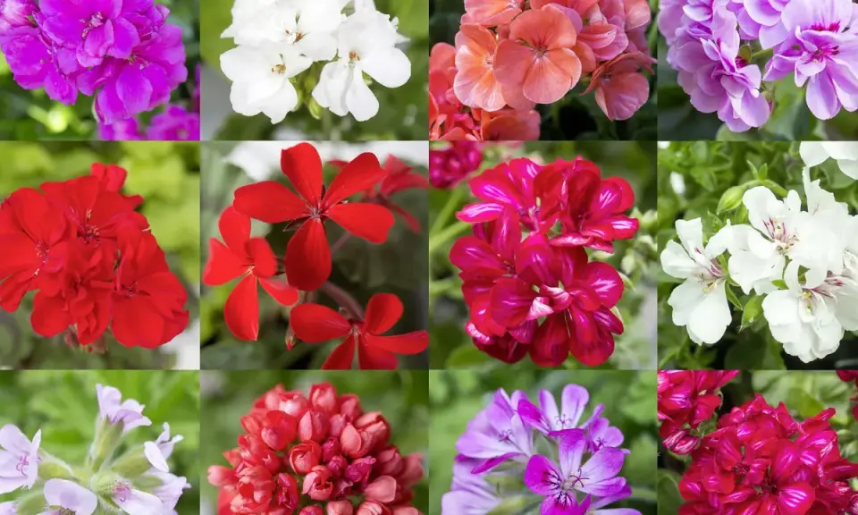 En mosaik av vackra pelargoner i olika färger och sorter: lila, vita, rosa, röda och cerisa blommor.