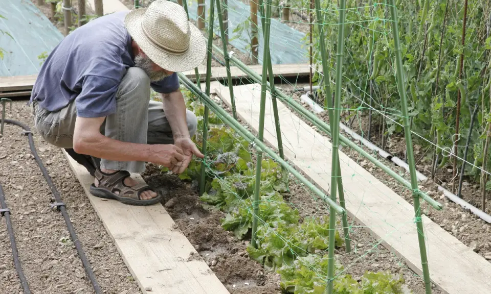 Un jardinier, chapeau de paille, montre comment planter des haricots dans un potager. Il s'accroupit près d'une rangée de jeunes plants.