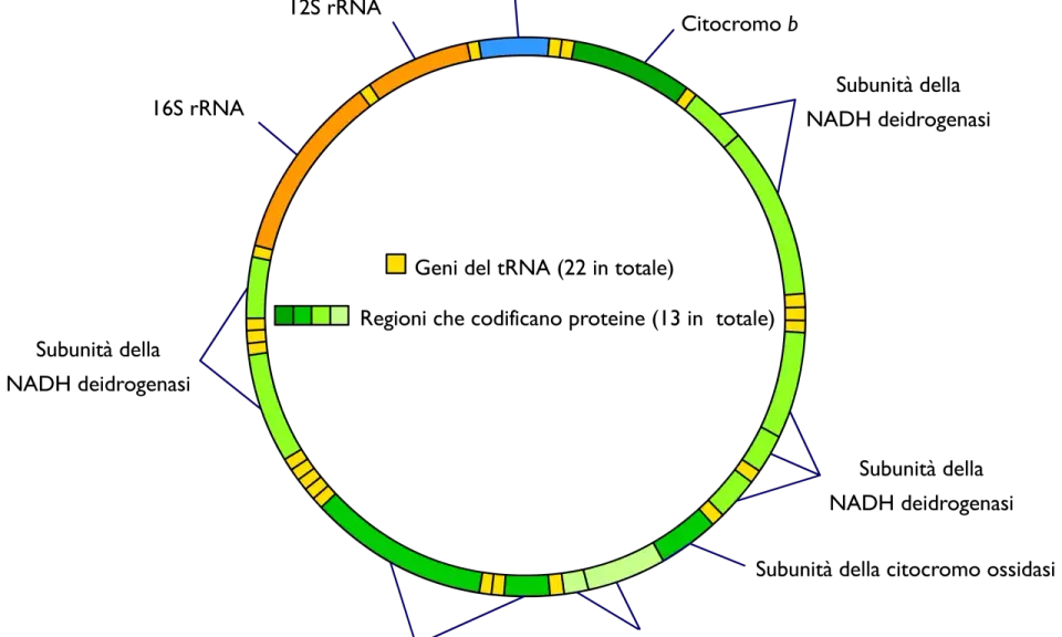 Schema circolare che illustra dove si trova il DNA mitocondriale, con geni per tRNA (giallo) e proteine (verde).