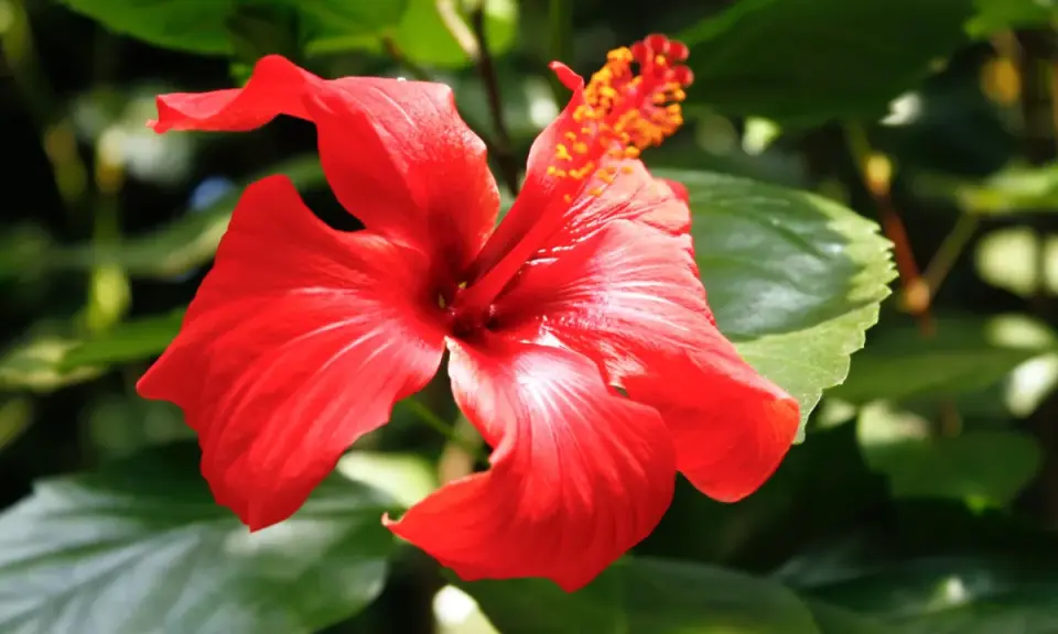 Czerwony hibiskus, piękny kwiat, ale herbata z niego ma przeciwwskazania.