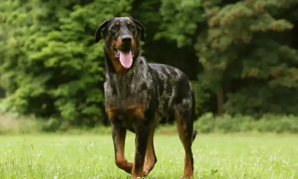 Piękny owczarek francuski beauceron z merle umaszczeniem, z językiem na wierzchu, biegnie po zielonej łące.
