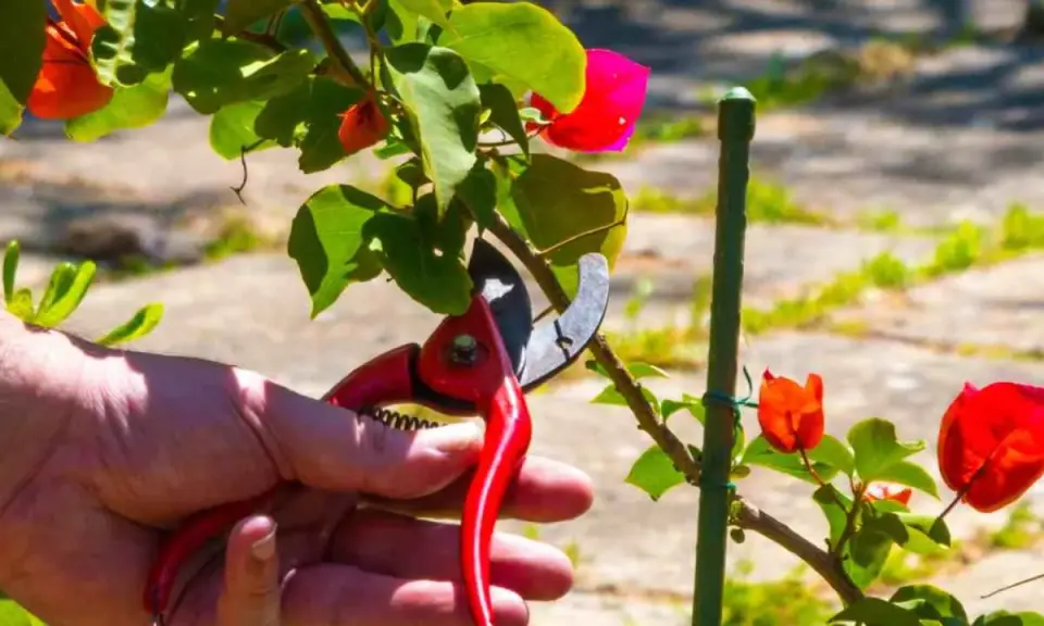 Mano con tijeras podando una buganvilla en verano, con flores rojas y hojas verdes.