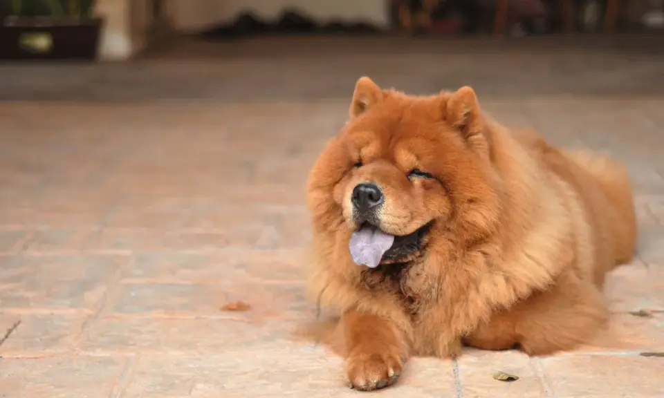 Puszysty chow chow z językiem na wierzchu leży na płytkach, wyglądając na zrelaksowanego i szczęśliwego.