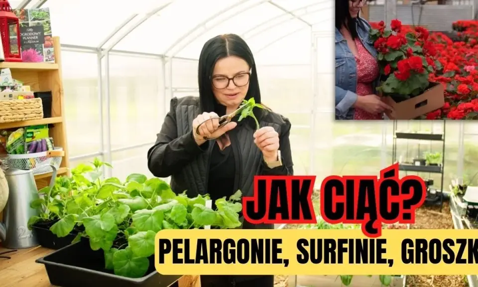 Jak przycinać pelargonie? Kiedy, jak i dlaczego dla morza kwiatów!