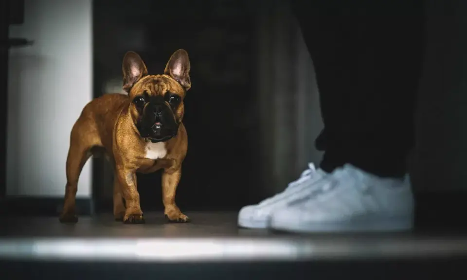 Un bouledogue français brun regarde attentivement une paire de baskets blanches. Il semble que mon chien me suit partout, même quand je me prépare à sortir.