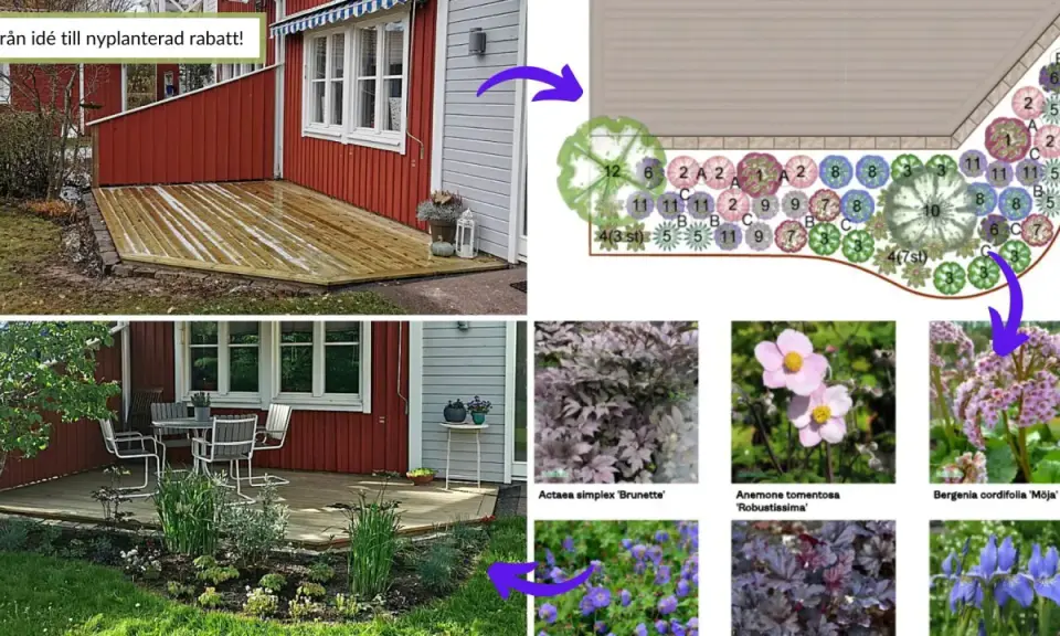 Från idé till rabatt: en planritning visar hur man kan dela perenner för att skapa en vacker plantering framför ett rött hus.