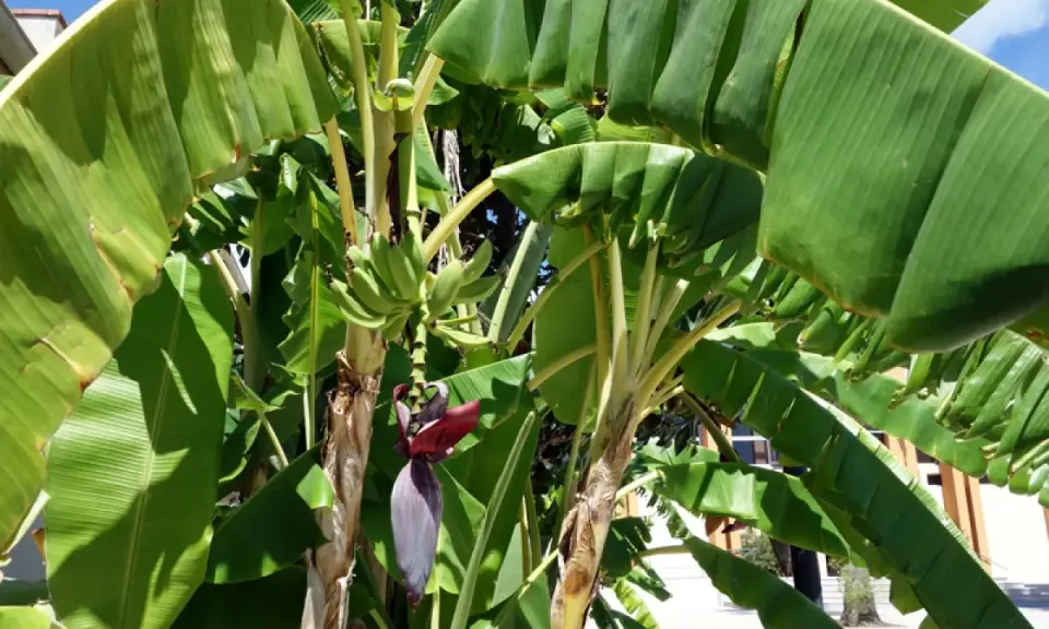 Un bananier extérieur luxuriant avec des feuilles vertes vibrantes et une fleur de bananier pourpre. De petites bananes vertes commencent à se former.