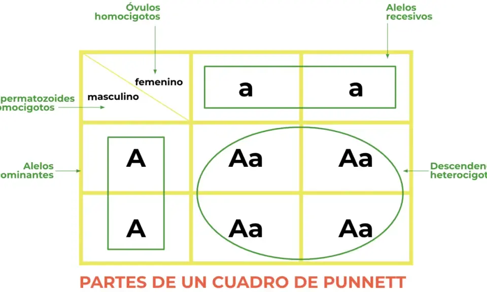 Cuadro de Punnett ilustra la 1 ley de Mendel, mostrando gametos masculinos y femeninos, alelos dominantes y recesivos, y descendencia heterocigota.