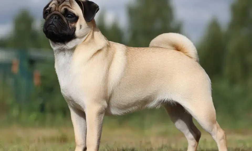 En stolt mops står i gräset. Många mopsägare oroar sig för mops sjukdomar, men denna hund ser frisk ut.